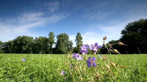 Rural landscape. Stock Footage 8682150