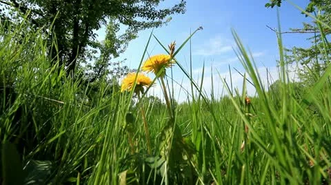 Rural landscape. Видео 11146034