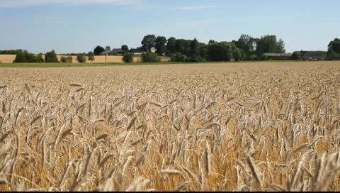 Rural landscape. Stock-Footage 11439814