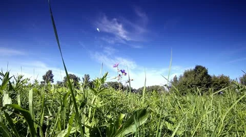 Rural landscape. Видео 12537699