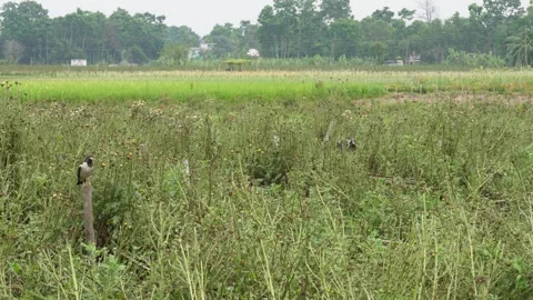 Rural Landscape Stock Footage 334000321