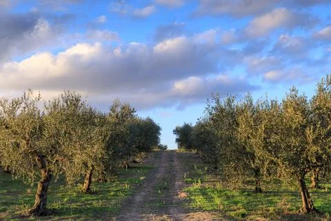 Rural landscape: footpath between rows of olive trees in Apulia, Italy. Stock Photos