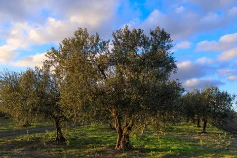 Rural landscape: footpath between rows of olive trees in Apulia, Italy. Stock Photos