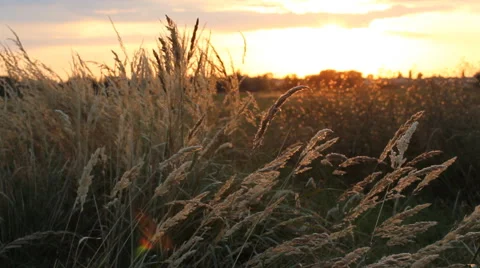 Rural landscape - grass field at sunset. Video stock 67628689