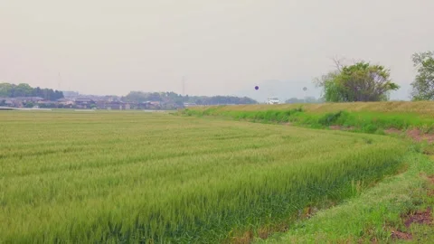 Rural landscape with green wheat fields and a car driving on an embankment road Vídeos de archivo 332740279