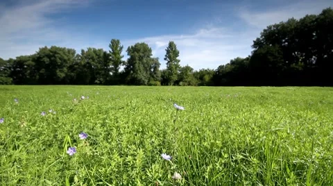 Rural landscape. III. Видео 8678003