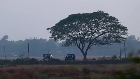 Rural landscape with large tree and auto rickshaws in misty morning Stock Footage 326988111