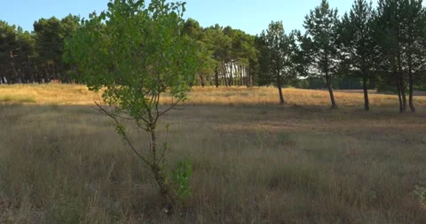 Rural landscape with a lone green tree and a pine forest Vídeo Stock 344147004
