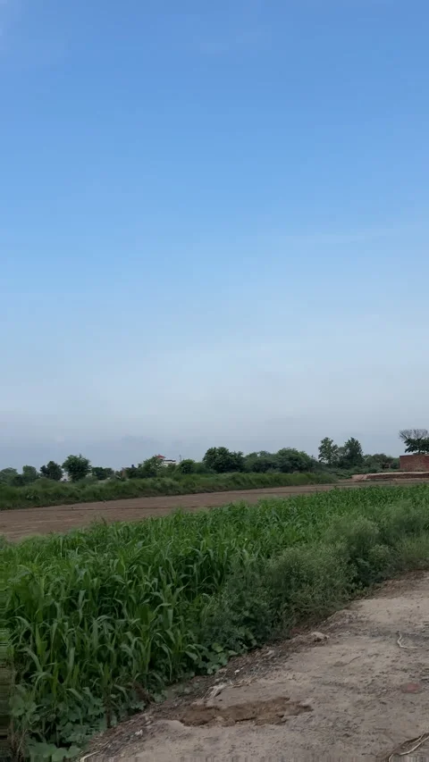 Rural Landscape with Lush Fields and Blue Sky Stock Footage 328194397