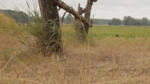 Rural Landscape. Motorized Slider Stock-Footage 30451603