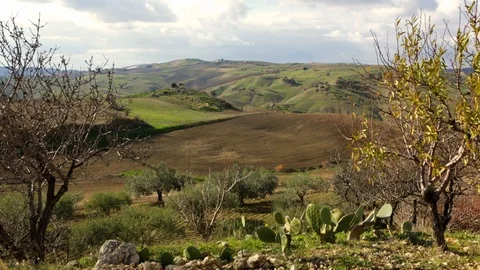 Rural landscape with olive trees in foreground Stock Footage 108635471