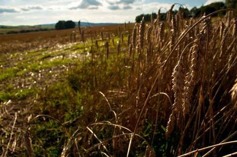 Rural landscape Stock Photos
