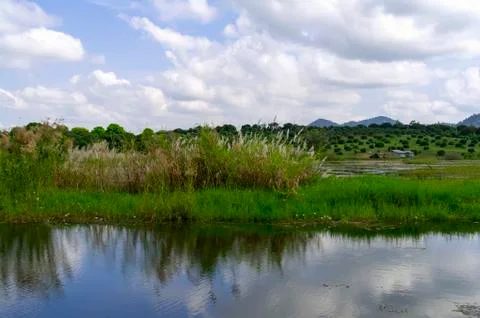 Rural landscape. Stock Photos