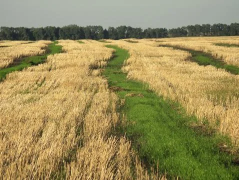 Rural landscape. Stock Photos