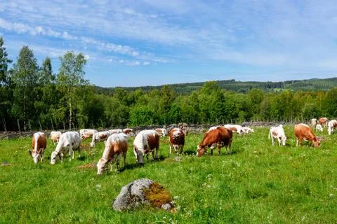 Rural landscape Stock Photos