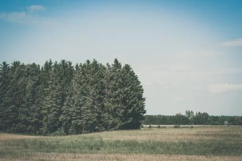 Rural landscape with a pine tree forest Stock Photos