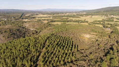 Rural landscape with pine tree forest in Galicia, Spain Stock Photos