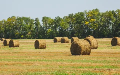 Rural Landscape. Roll of Haystack on the Field.  Stock Photos