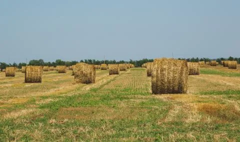 Rural Landscape. Roll of Haystack on the Field.  Fotos de archivo