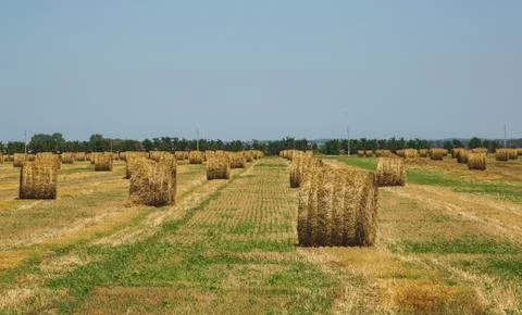 Rural Landscape. Roll of Haystack on the Field.  Stock Photos
