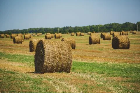 Rural Landscape. Roll of Haystack on the Field.  Stock Photos