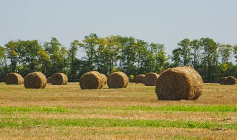 Rural Landscape. Roll of Haystack on the Field.  Stock Photos