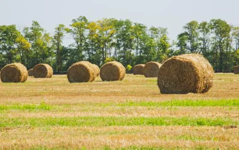 Rural Landscape. Roll of Haystack on the Field.  Stock Photos