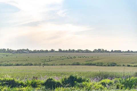 Rural landscape of small extensive cattle ranch in southern Brazil Stock Photos