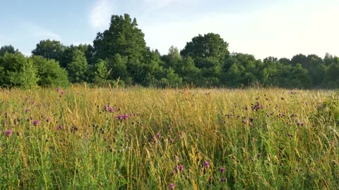 Rural landscape at sunset Video stock 195298451