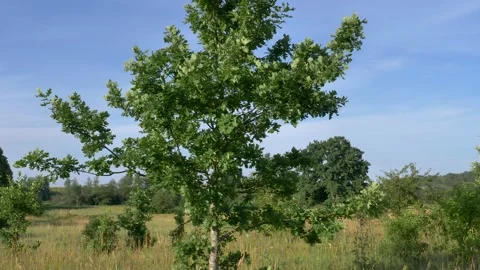 Rural landscape at sunset Video stock 195298467