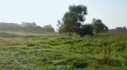 Rural landscape with tree Video stock 53456006