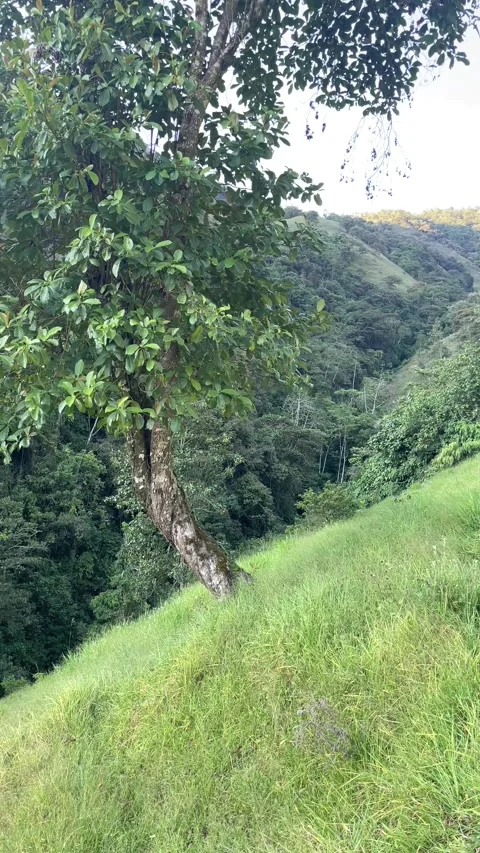 Rural landscape with a tree in the foreground and a meadow with grass in a leafy Stock Footage 267272075