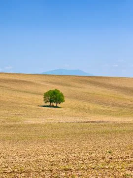 Rural landscape with tree Stock Photos