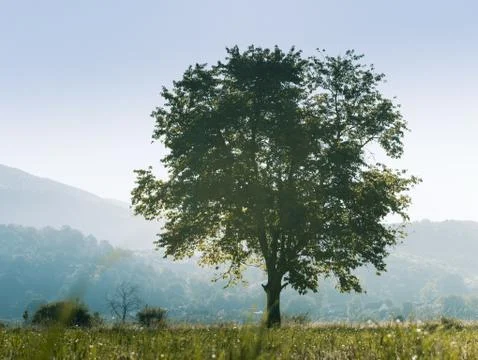 Rural landscape with tree Stock Photos