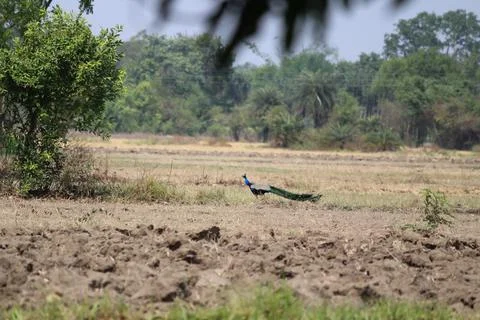 Rural Landscape with trees, empty crop fields and a peacock in the middle. Stock Photos