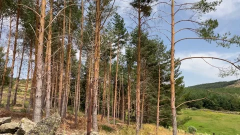 Rural landscape with two approaches in slow motion Stock-Footage 293240448