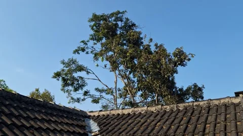 Rural landscape view of trees and house rooftops Stock Footage 337050250