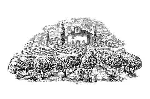 Rural landscape with villa, vineyard fields and hills. Vector engraving Stock Illustration