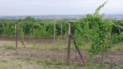 Rural landscape of vineyard. Stock Footage 113222773