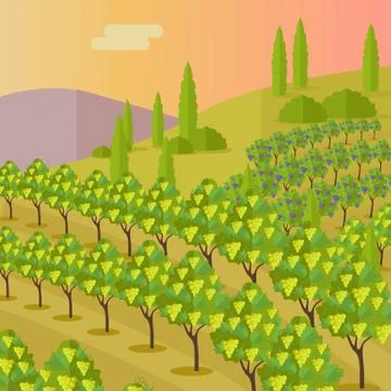 Rural Landscape with Vineyard Stock Illustration