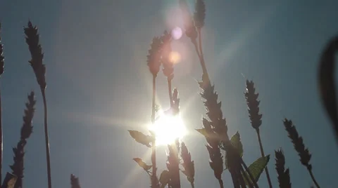 Rural landscape. wheat Stock Footage 27385736
