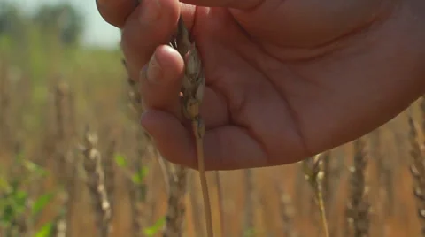 Rural landscape. wheat Stock Footage 27385920