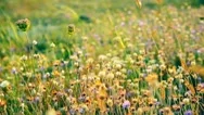 Rural Landscape With Wild Flowers In Meadow. Beautiful Spring Background Stock Footage
