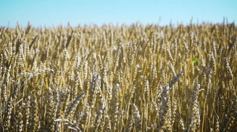 Rural landscape - wind blowing over a large cereal field Stock Footage 65183641