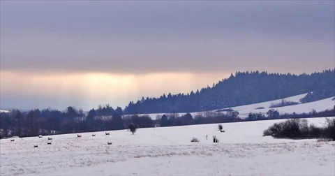 Rural landscape in winter. Fields, woods, hills covered in snow. Stock-Footage 84304960