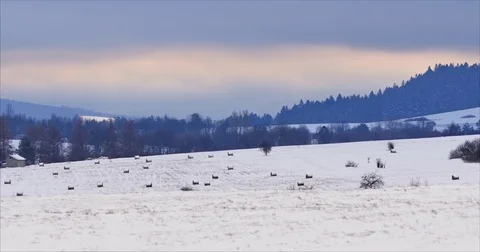 Rural landscape in winter. Fields, woods, hills covered in snow. Vídeos de archivo 84305010