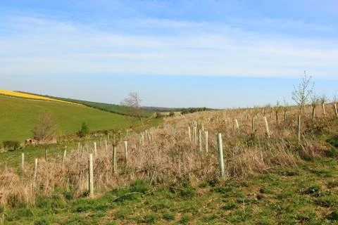 Rural landscape with young saplings in a patchwork landscape  in springtime Stock Photos