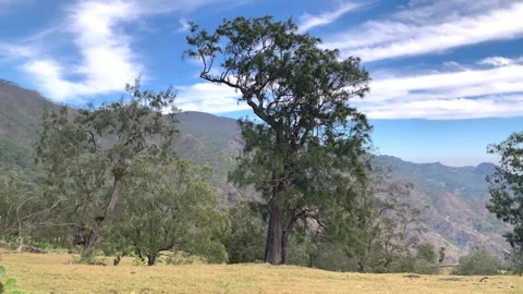 Rural lanscape. Stock Footage 247233899