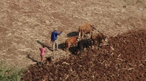 Rural Lesotho men with cattle Stock Footage 12268953