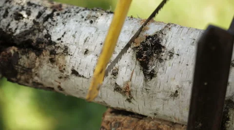 Rural men sawing trees Stock Footage 56764142